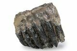 Partial Southern Mammoth Molar - Hungary #357028-1